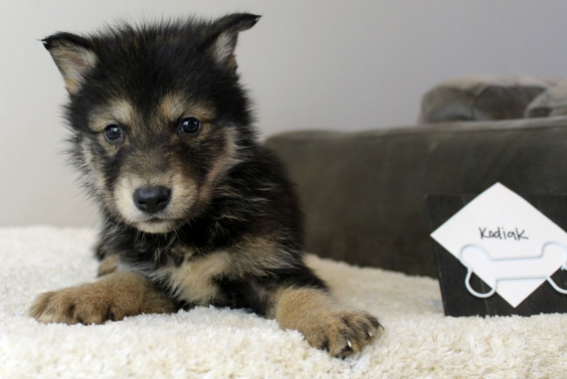 Natural Wolf Hybrid Puppies For Sale Photos